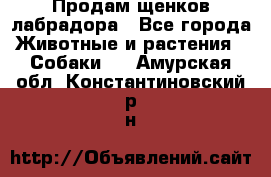 Продам щенков лабрадора - Все города Животные и растения » Собаки   . Амурская обл.,Константиновский р-н